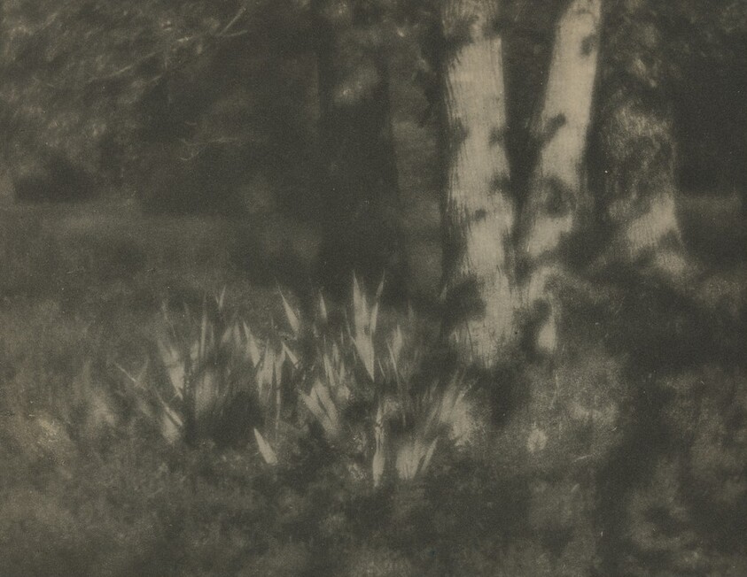 The Garden by Moonlight