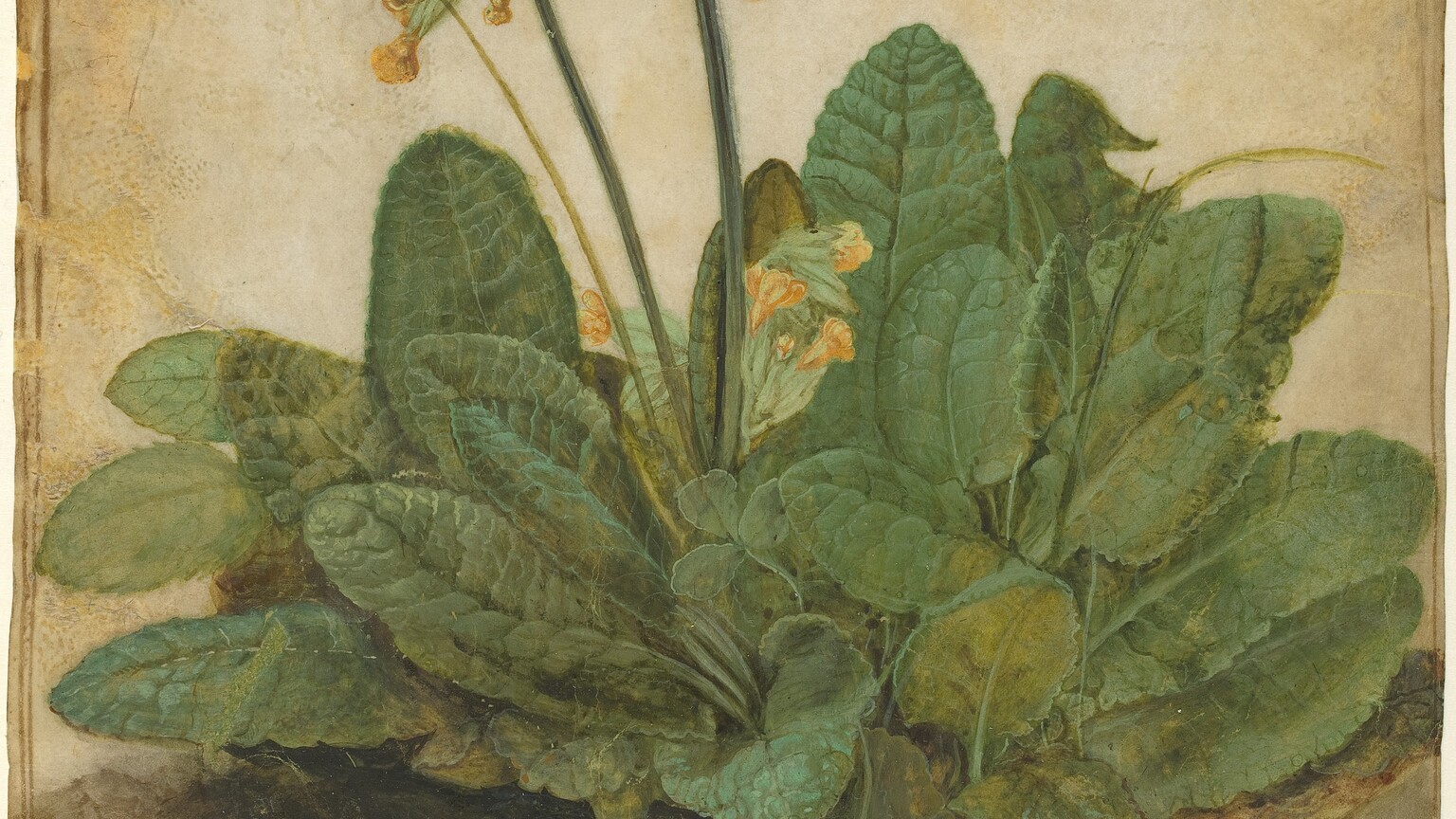 A clump of leaves with a few stems of tall, yellow blossoms are painted on a vertical sheet of tan-colored parchment. The leaves are long and rounded, with prominent, textured veining. A few blades of grass and sprigs of clover are interspersed among the dense clump of leaves. The cowslip blossoms are clusters of bell-shaped yellow petals at the end of a starburst-like formations of pale green tubes. The ground is painted an earthy gray, and the background is left blank. The artist dated the work, 1526, in the lower right corner over a monogram of his initials, AD.