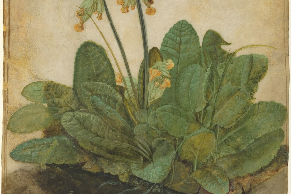 A clump of leaves with a few stems of tall, yellow blossoms are painted on a vertical sheet of tan-colored parchment. The leaves are long and rounded, with prominent, textured veining. A few blades of grass and sprigs of clover are interspersed among the dense clump of leaves. The cowslip blossoms are clusters of bell-shaped yellow petals at the end of a starburst-like formations of pale green tubes. The ground is painted an earthy gray, and the background is left blank. The artist dated the work, 1526, in the lower right corner over a monogram of his initials, AD.