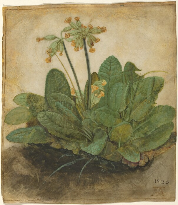 A clump of leaves with a few stems of tall, yellow blossoms are painted on a vertical sheet of tan-colored parchment. The leaves are long and rounded, with prominent, textured veining. A few blades of grass and sprigs of clover are interspersed among the dense clump of leaves. The cowslip blossoms are clusters of bell-shaped yellow petals at the end of a starburst-like formations of pale green tubes. The ground is painted an earthy gray, and the background is left blank. The artist dated the work, 1526, in the lower right corner over a monogram of his initials, AD.