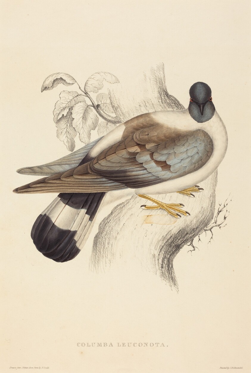 Columba Leuconota (Snow Pigeon)