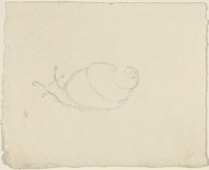 Snails [recto and verso]