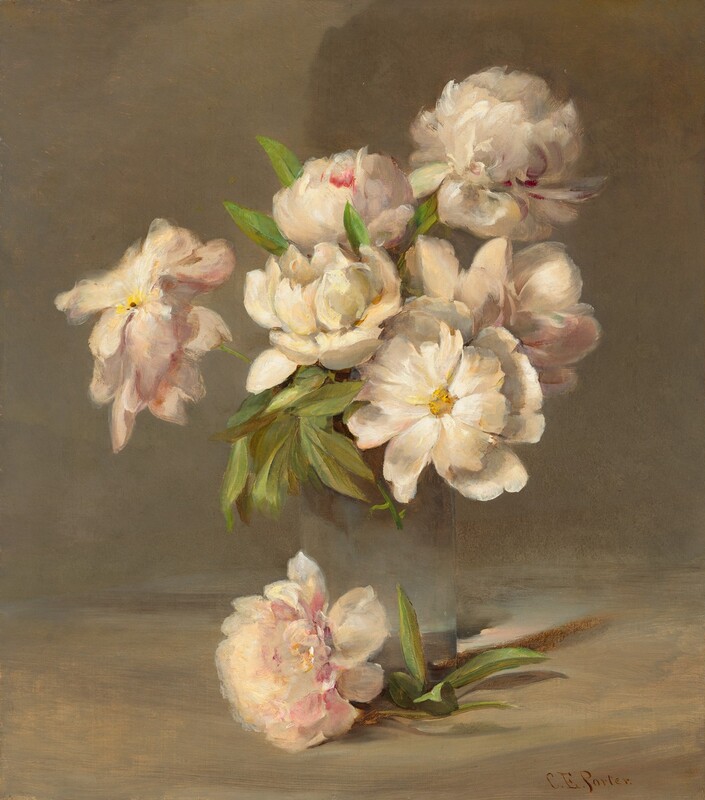 A bouquet of six blousy, frilled, white and pale pink peonies are gathered in a vase in this vertical still-life painting. One more flower lies on the table in front of the vase. The bright, cream-white petals of two open flowers curl back from yellow centers. The petals of other flowers are cupped in dense layers, some petals streaked in dark or blush pink. The roughly oval, green leaves come to points at each end. The straight-sided vase is painted so that it nearly disappears into the fog-gray and soft brown background, but the optics of the water in the clear glass play with the light falling beyond it. The artist signed the painting in the lower right corner, “C.E. Porter.”