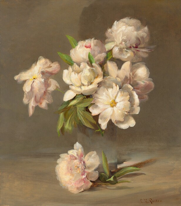 A bouquet of six blousy, frilled, white and pale pink peonies are gathered in a vase in this vertical still-life painting. One more flower lies on the table in front of the vase. The bright, cream-white petals of two open flowers curl back from yellow centers. The petals of other flowers are cupped in dense layers, some petals streaked in dark or blush pink. The roughly oval, green leaves come to points at each end. The straight-sided vase is painted so that it nearly disappears into the fog-gray and soft brown background, but the optics of the water in the clear glass play with the light falling beyond it. The artist signed the painting in the lower right corner, “C.E. Porter.”
