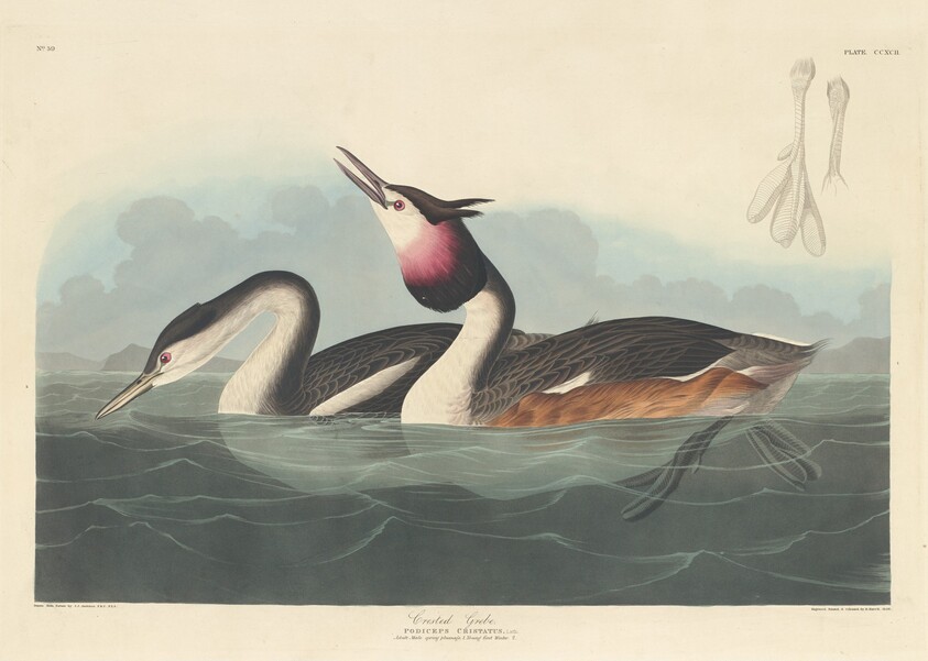 Crested Grebe