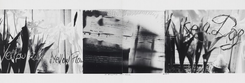 Yellow Flower--Like a Dog