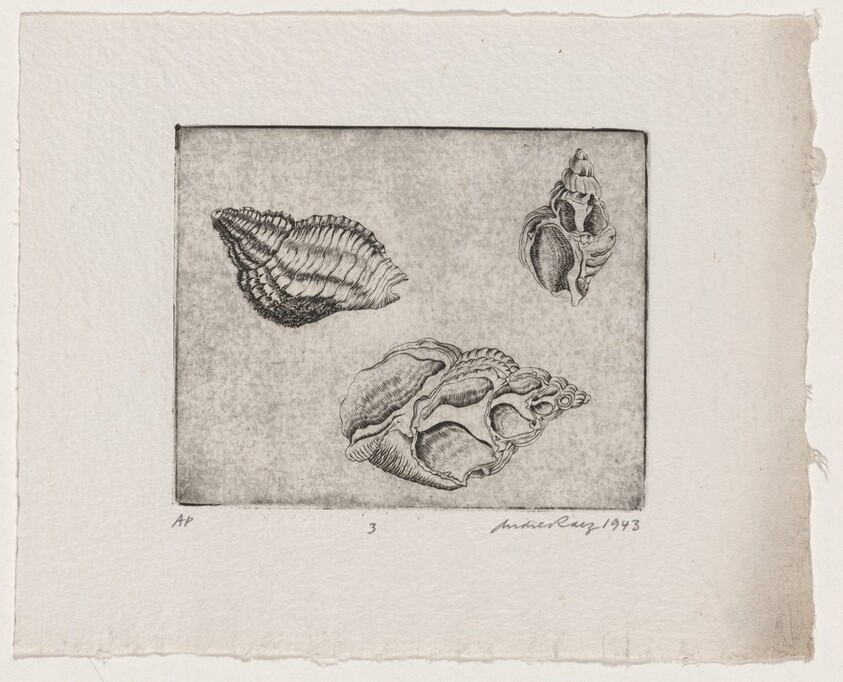 Untitled (Conch Shells)
