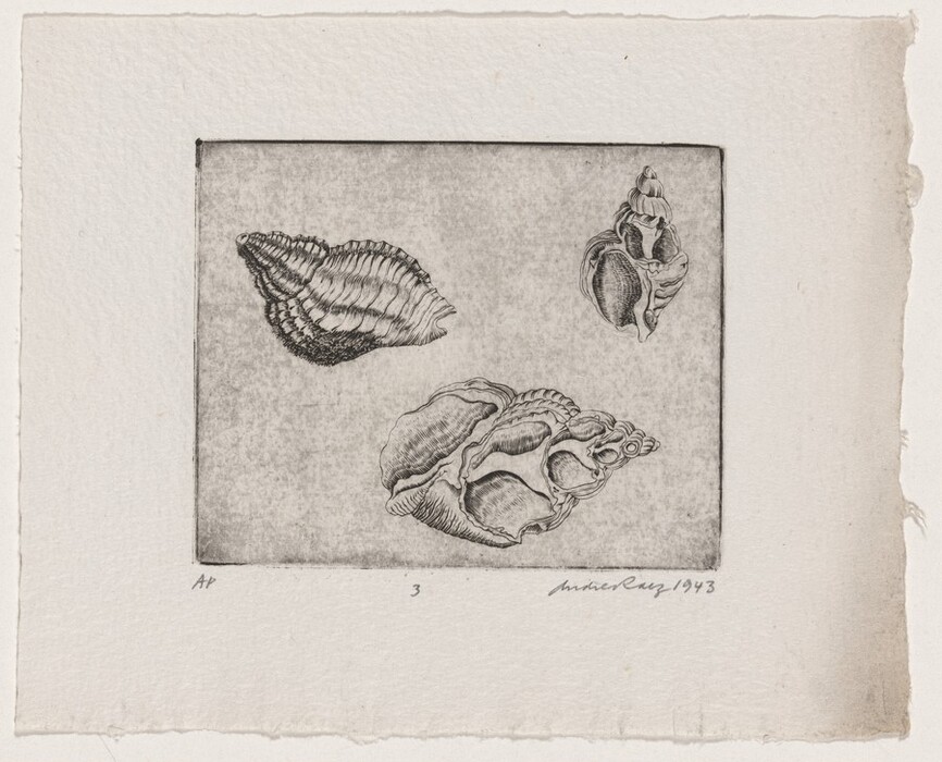 The image shows three illustrations of seashells within a rectangular frame. The shells are depicted in black and gray against a light-colored background. The largest shell is at the bottom center, with two smaller shells placed towards the top left and top right corners.