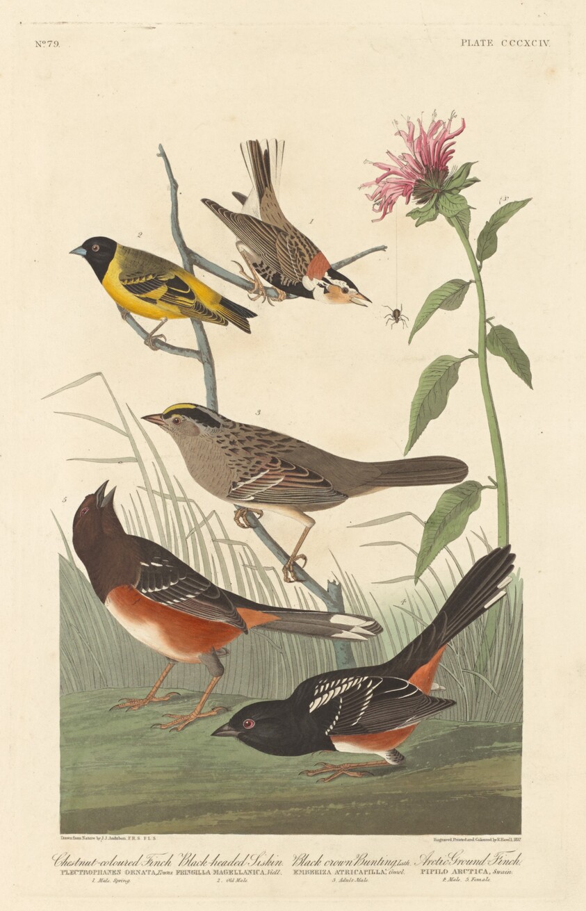 Chestnut-colored Finch, Black-headed Siskin, Black Crown Bunting and Arctic Ground Finch