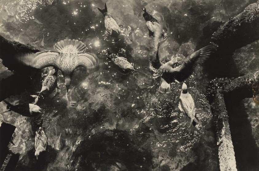 Seagulls, Provincetown