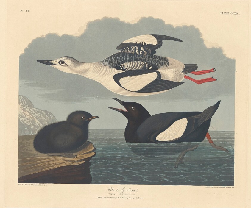 Black Guillemot