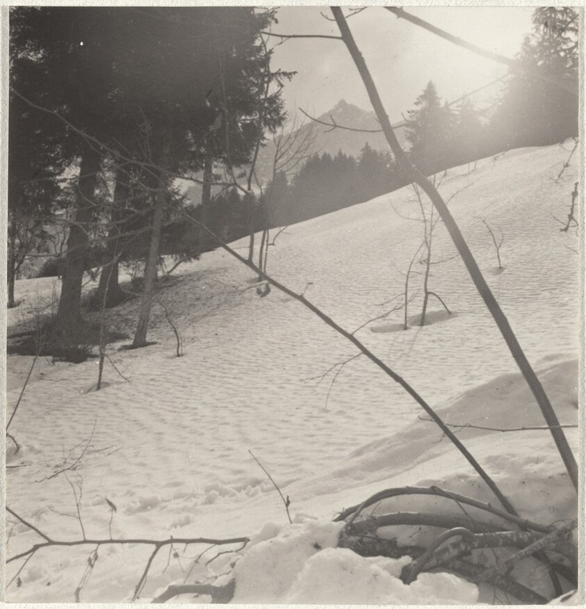 Trees in snow--Landscape