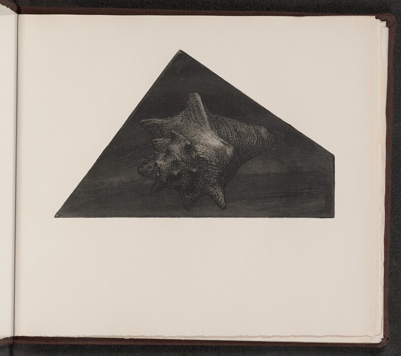 The image shows a seashell on a dark triangular surface in an open book. The color scheme is monochromatic with black, gray, and white tones. The shell is in the center of the triangle, slightly tilted towards the top left corner of the page.