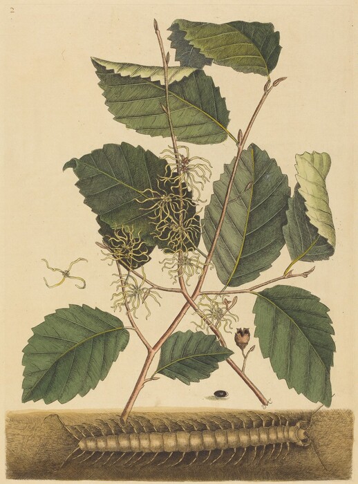 The image shows a botanical illustration of a plant with large green leaves, intricate yellow flowers, and brown stems, set against a pale background. The color palette consists of rich greens, muted yellows, and earthy browns. At the bottom, there is a segmented, brown millipede across the width, while clusters of yellow flowers are seen on the stems and leaves. The central arrangement of the leaves and flowers creates balance, with the millipede providing contrast at the base.