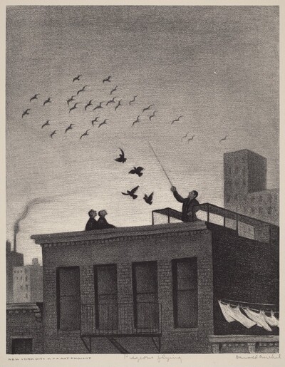 Pigeons Flying