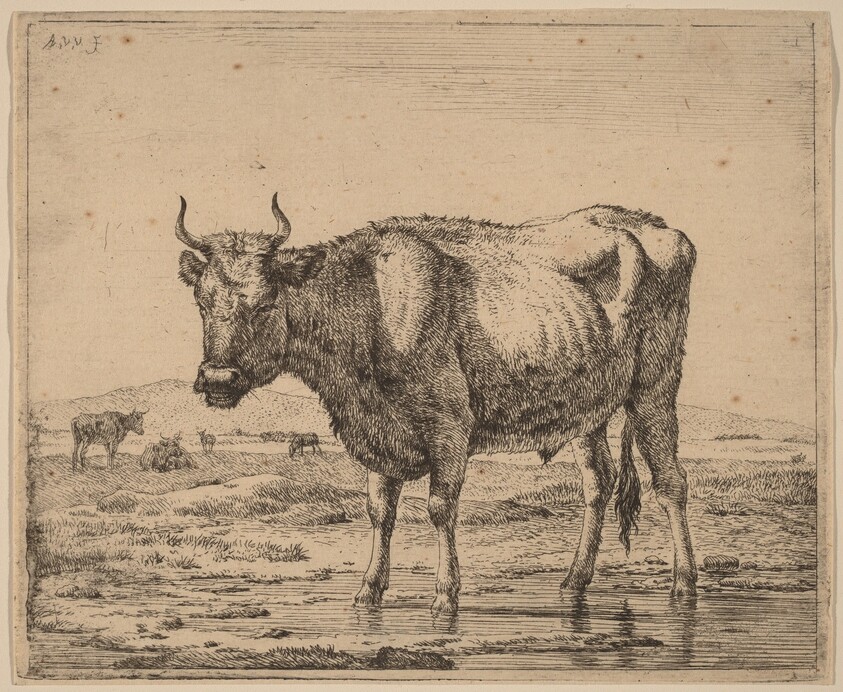 Bull Standing in Water
