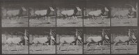 Plate Number 680. Oryx galloping, Eadweard Muybridge, 1887