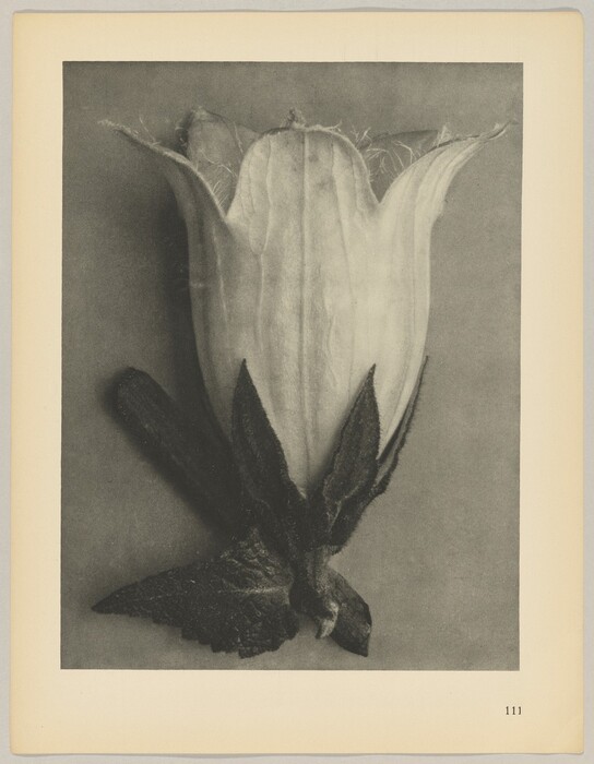 The image displays a close-up of a flower bud. Detailed textures cover its petals and leaves. The color palette is grayscale, showcasing its black and white composition. The flower bud is centrally positioned, with its base and leaves curving outwards at the bottom. The upper petals slightly open, showing their edges against a plain background. The image is enclosed within a border with the number '111' on the lower right corner.