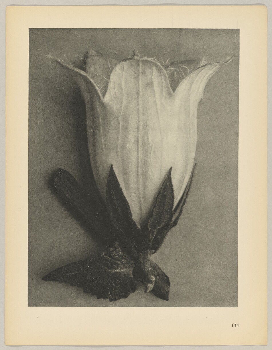 The image displays a close-up of a flower bud. Detailed textures cover its petals and leaves. The color palette is grayscale, showcasing its black and white composition. The flower bud is centrally positioned, with its base and leaves curving outwards at the bottom. The upper petals slightly open, showing their edges against a plain background. The image is enclosed within a border with the number '111' on the lower right corner.