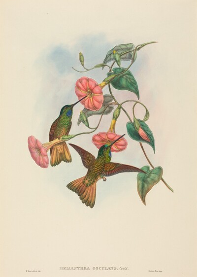 Helianthea osculans (Buff-tailed Star-Frontlet)