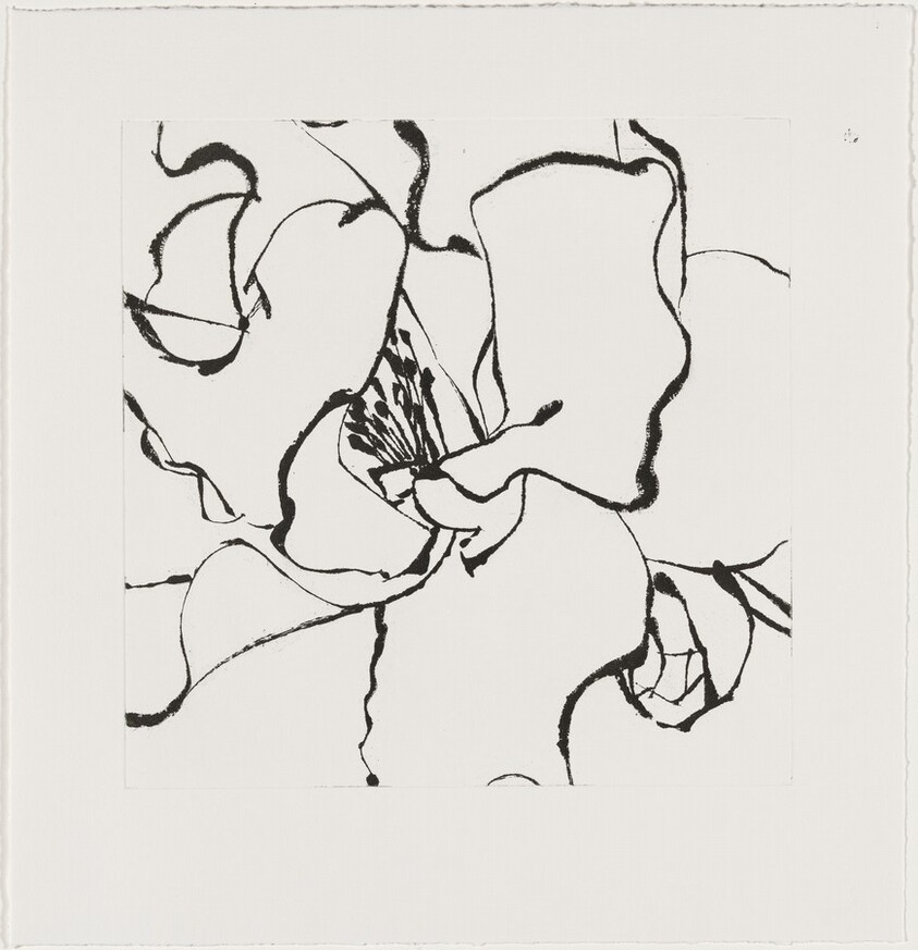 Camellia Pink [working proof 4]