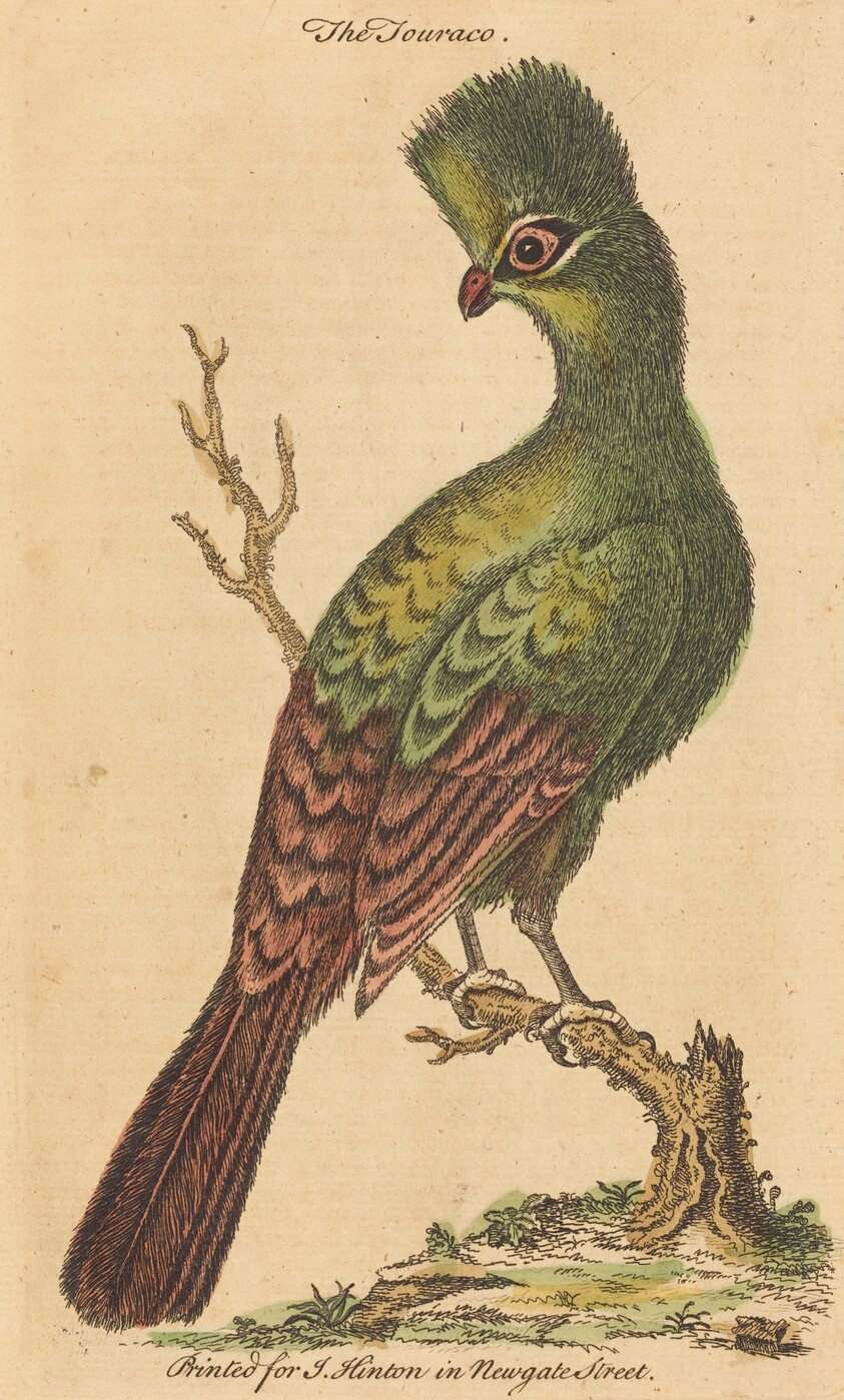 The Touraco Bird