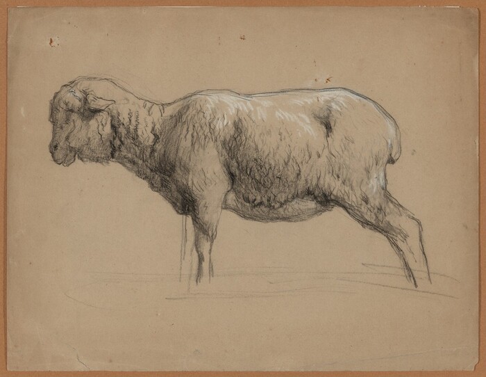 This is a drawing of a sheep. It features a profile view of a sheep facing left in a naturalistic style with attention to detail in the wool texture and body contours. The drawing uses shading and line work to suggest volume and form, emphasizing the sheep's body and fleece. Each detail is carefully rendered, with the contours of the fleece sketched. The background is plain, focusing entirely on the sheep.