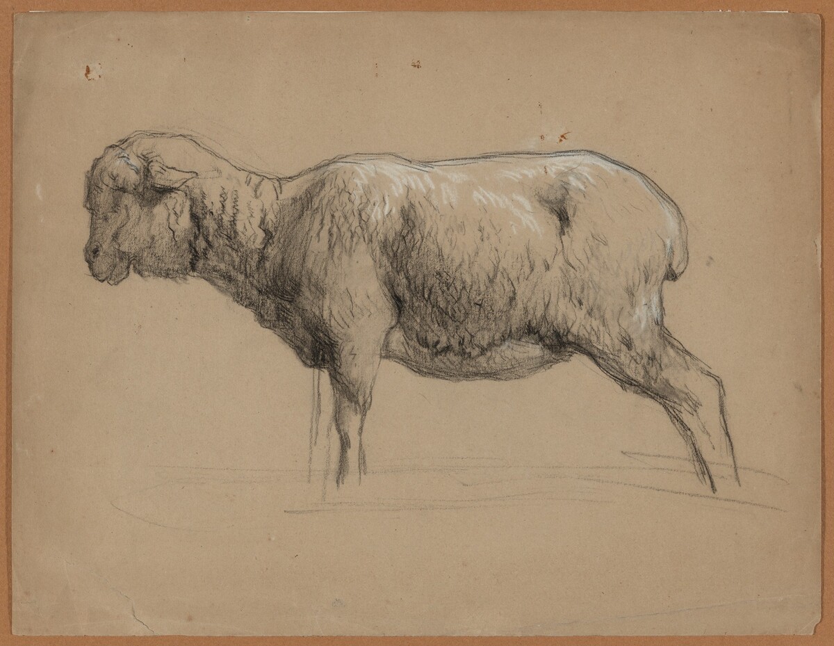 A Sheep