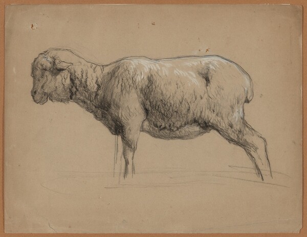 A Sheep