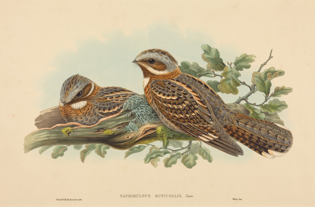 This painting features two Caprimulgus ruficollis birds perched on a mossy log. The birds are intricately detailed with earthy tones and distinct facial markings. They are positioned on a branch adorned with foliage and moss. The background consists of soft gradients, creating a serene atmosphere reminiscent of 19th-century ornithological illustrations.