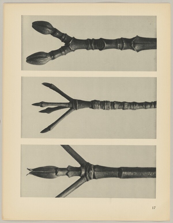 a Cornus Nuttallii; b Cornus florida; c Acer pennsylvanicum