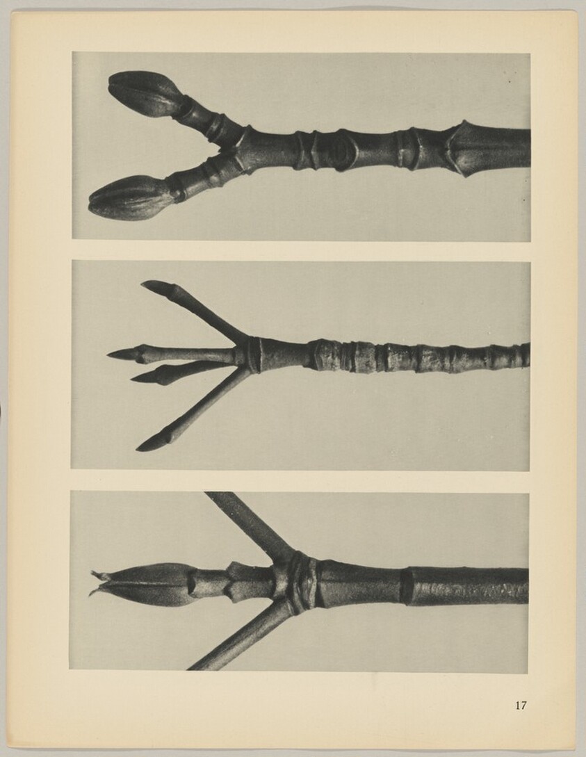 a Cornus Nuttallii; b Cornus florida; c Acer pennsylvanicum