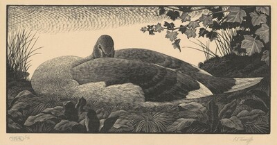Cygnet