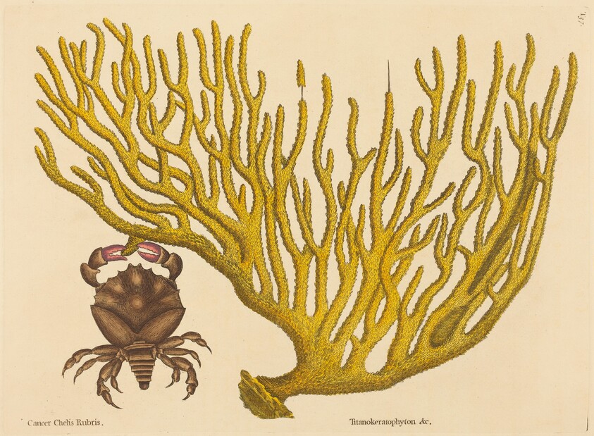 The Red Clawed Crab (Cancer erythropus)