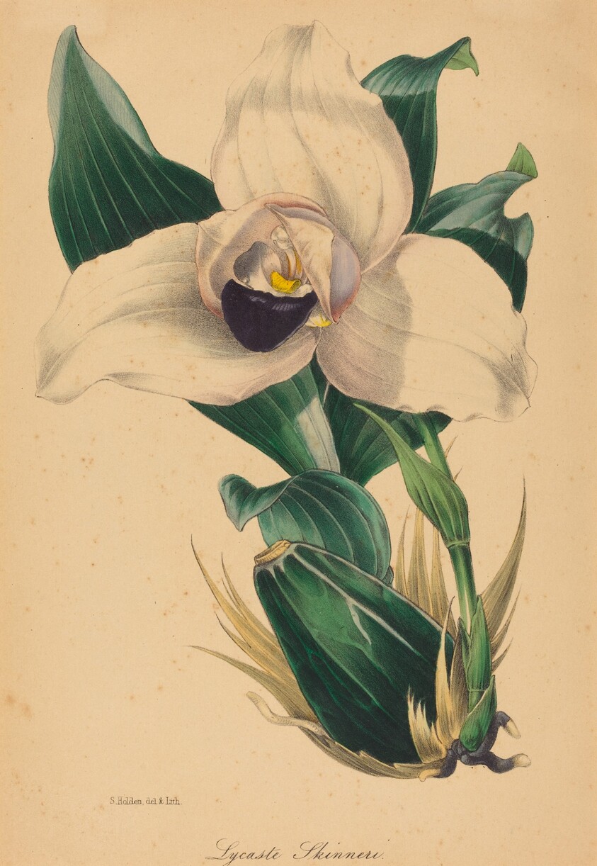 Lycaste Skinneri
