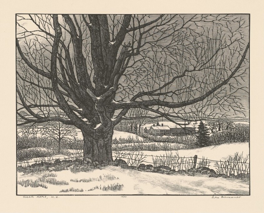 Sugar Maple, New Hampshire