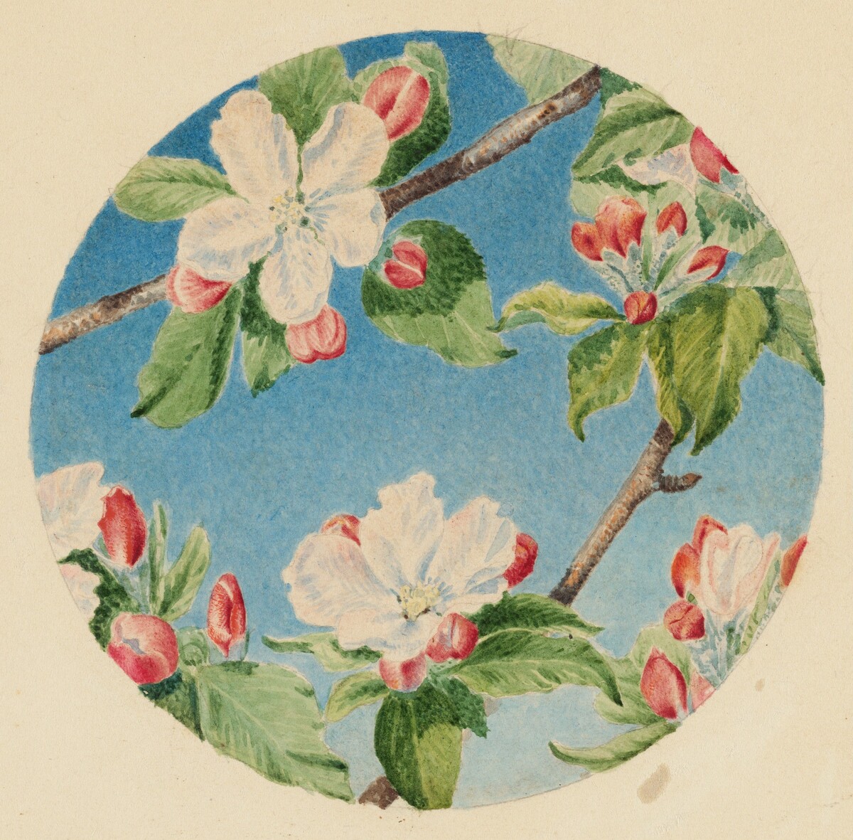 Apple Blossoms