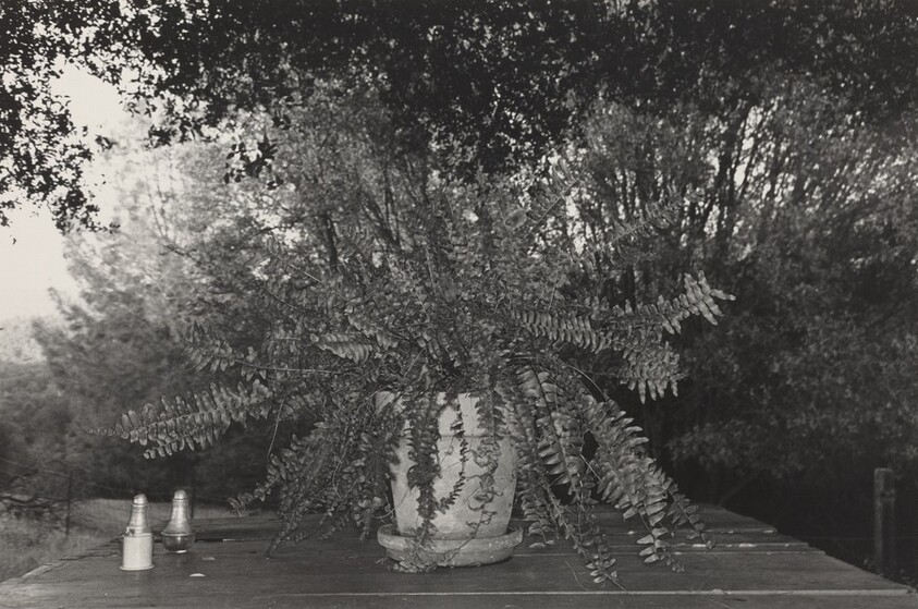 Potted Fern, Mariposa, California