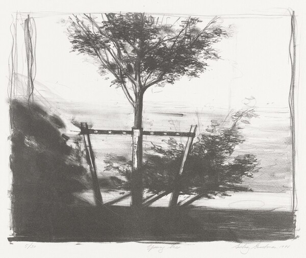 Young Tree