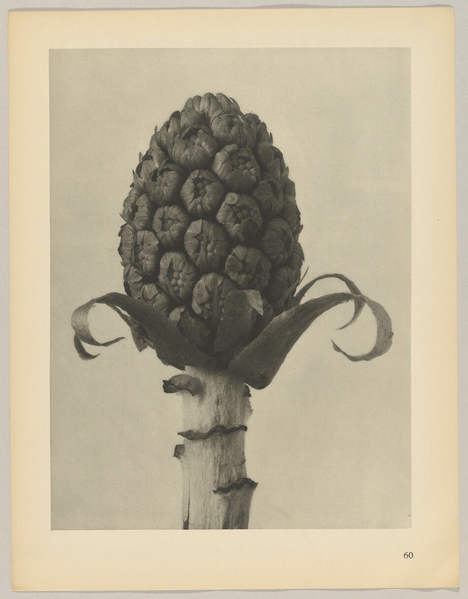 The image depicts a close-up of a large, textured, spherical object supported by a thick stem with curved leaves. The color palette is monochromatic, with varying shades of gray. The object is centrally positioned in the top half of the image, while the stem and leaves extend from the bottom. The background is a light gray, smooth surface.