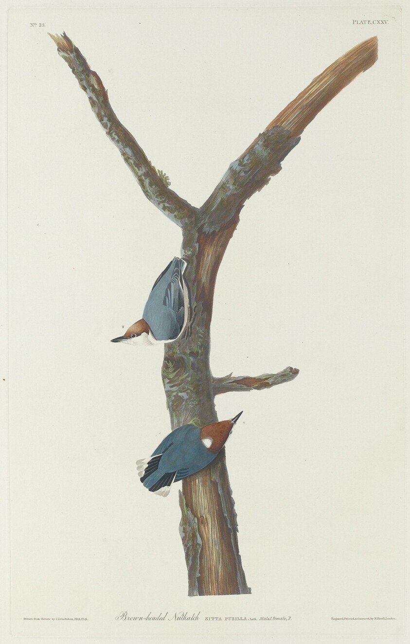 Brown-Headed Nuthatch