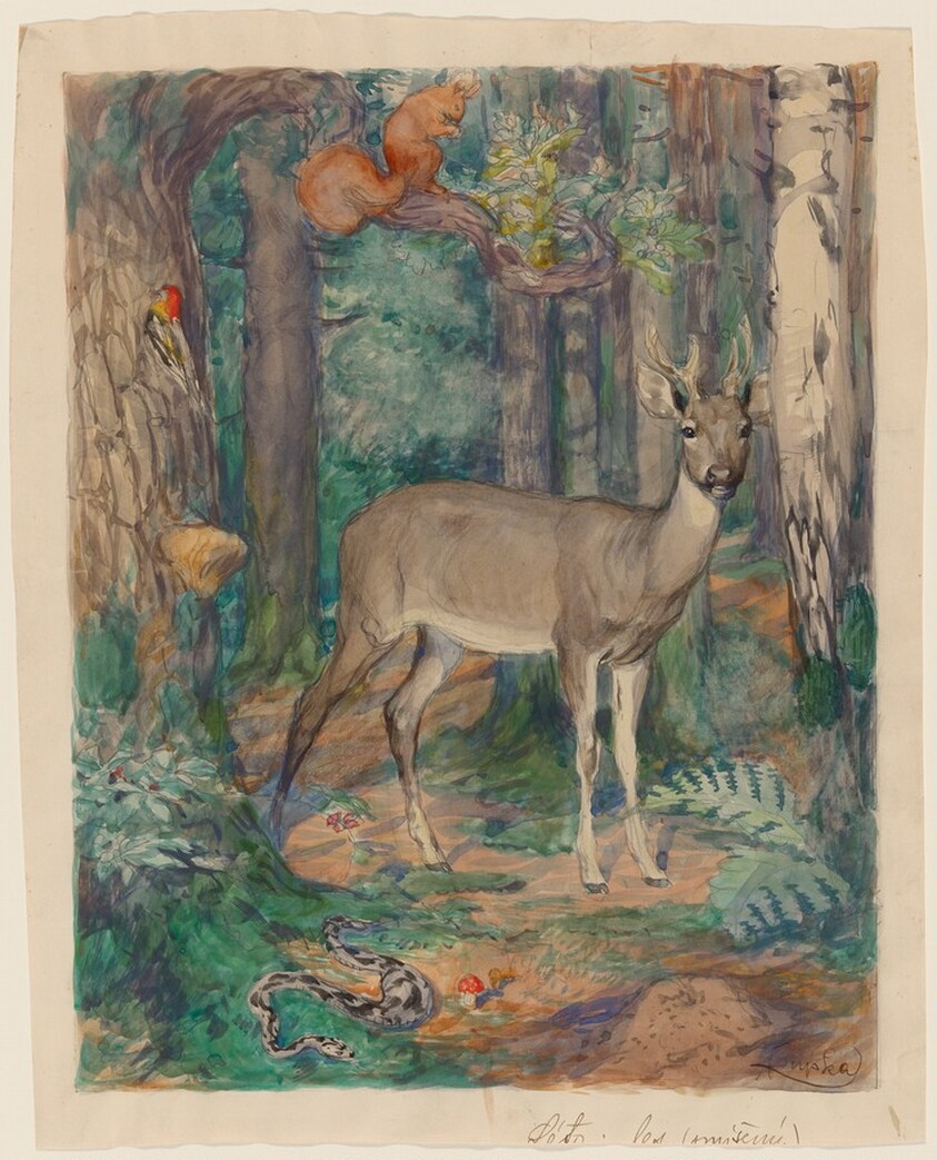 Animals in the Forest