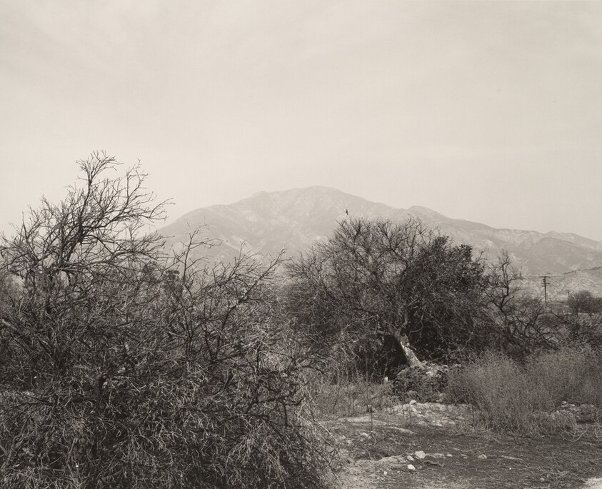 Defoliated orchard, Highland, California