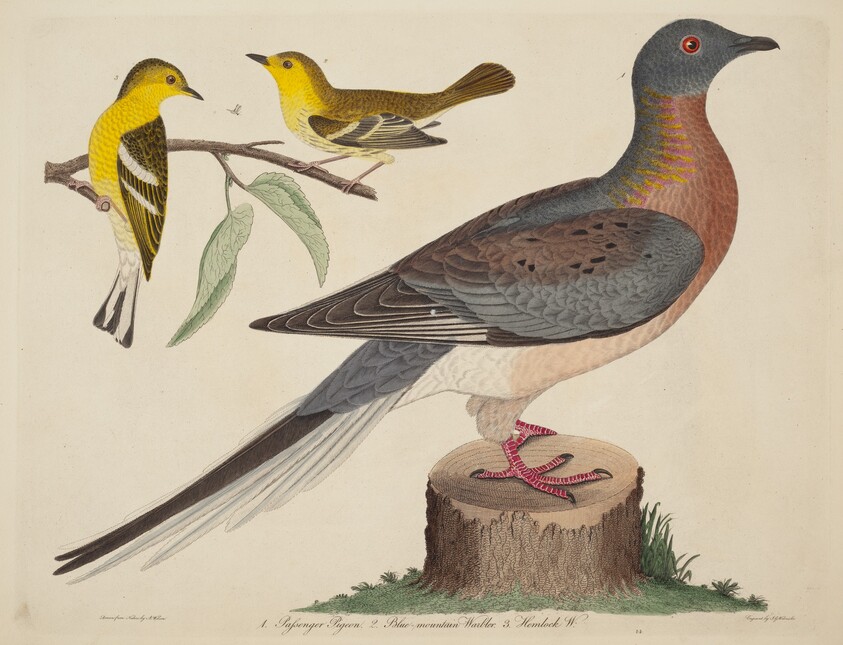 Passenger Pigeon, Blue-mountain Warbler, and Hemlock Warbler