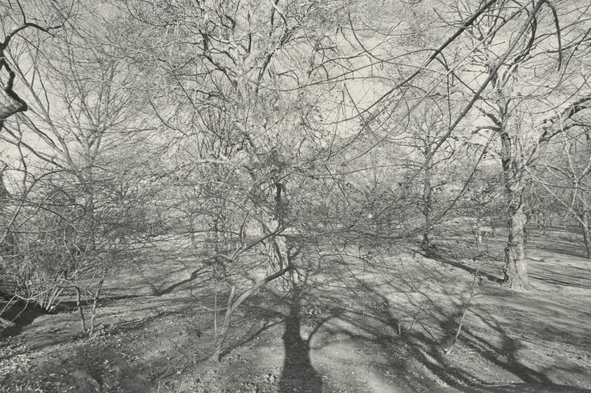 Central Park, New York