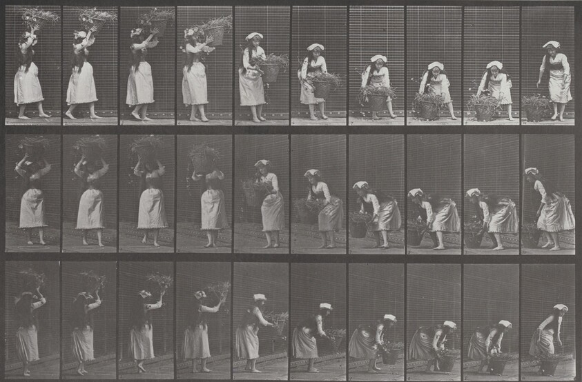 Plate Number 454. Taking a 12-lb. basket from head and placing it on the ground