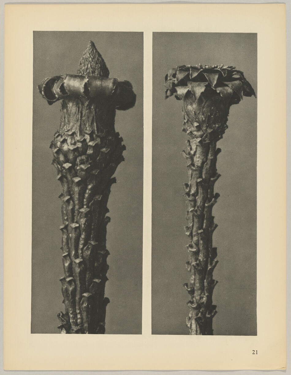 The image shows two black and white photographs of plant stems. The left stem has a thicker base that tapers to a narrow rough surface at the top, while the right stem has a wider, flatter top with a textured surface. Both stems are vertically positioned centrally on a light background.