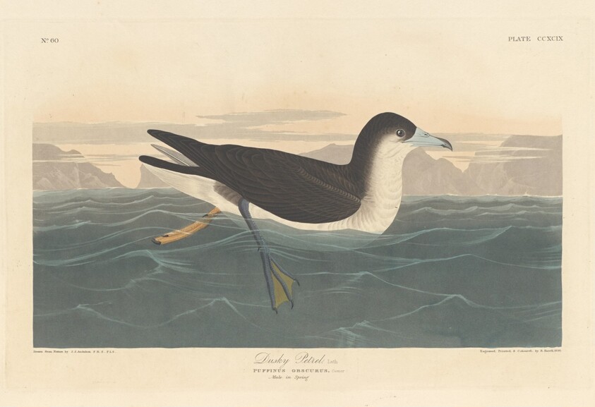 Dusky Petrel
