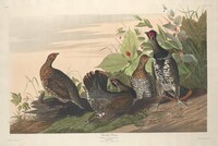 Spotted Grous, Robert Havell after John James Audubon, 1833