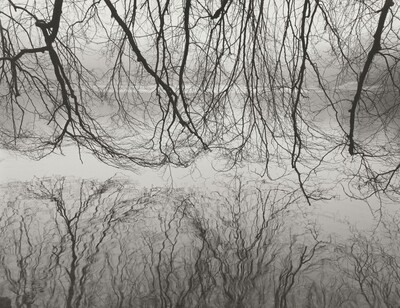 Copper Beech, Stourhead